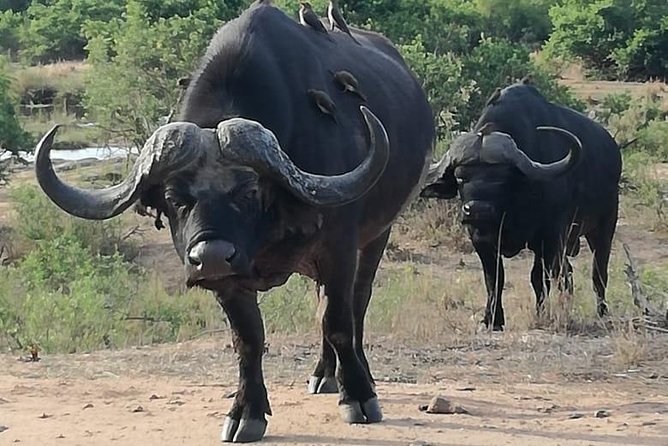 Kruger National Park. 3 Days Best Ever Safari from Cape Town - Day Three: One Last Morning in the Bush