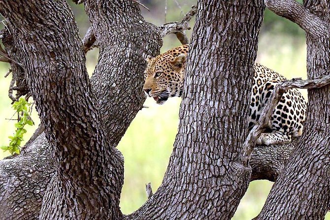 Kruger National Park. 3 Days Best Ever Safari from Cape Town - What the Safari Vehicle Adds