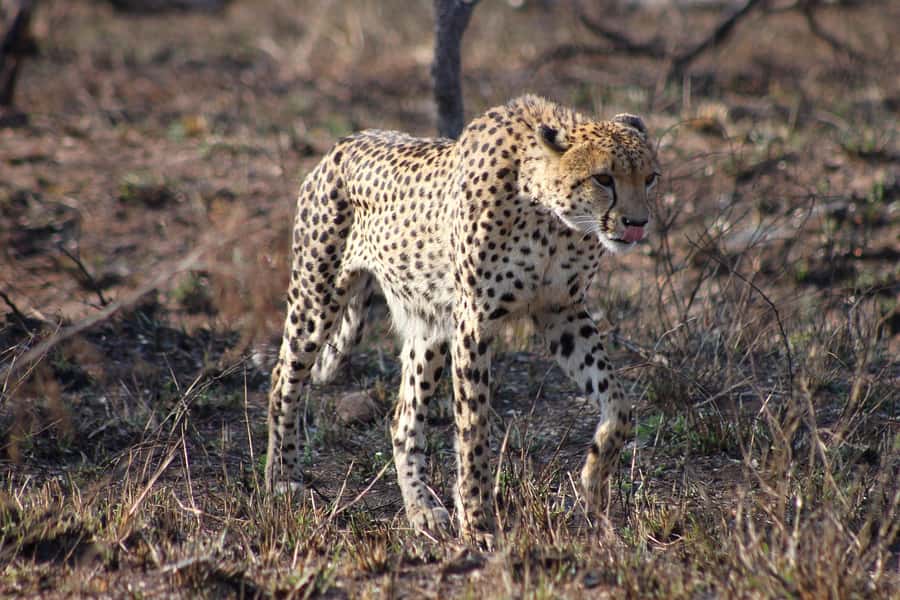 Kruger National Park - 4 Day Safari Tour - Key things to know before booking
