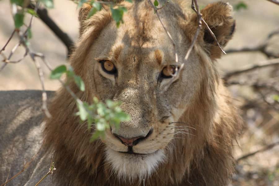 Kruger National Park - 4 Day Safari Tour - Rustic camp life, with comfort and a few wild surprises