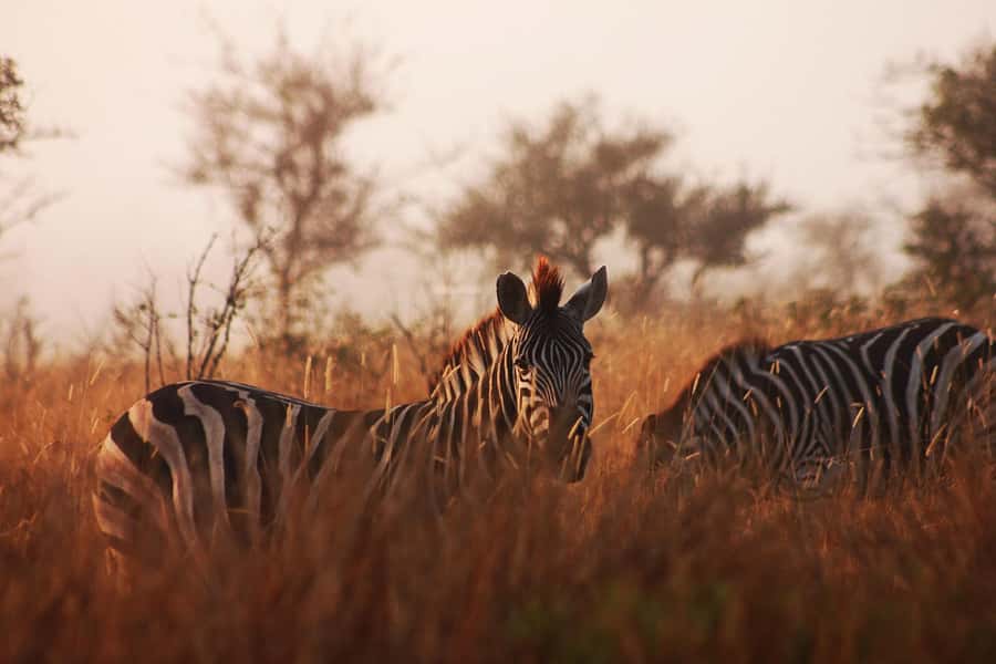 Kruger National Park - 4 Day Safari Tour - Day 1: Six hours from Johannesburg to a sunset safari