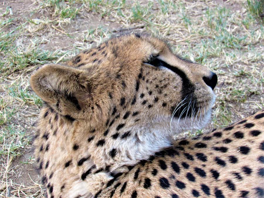 Kruger National Park Afternoon Safari - Key points before you book