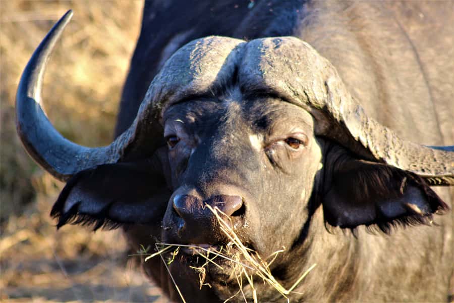 Kruger National Park Afternoon Safari - Entering a park built on nature and human history