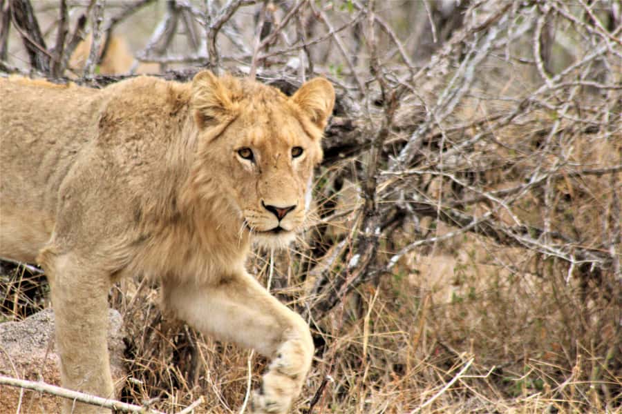 Kruger National Park Afternoon Safari - What the afternoon route can deliver
