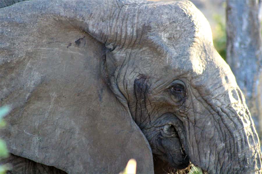 Kruger National Park Afternoon Safari - Small groups and the feel of the vehicle