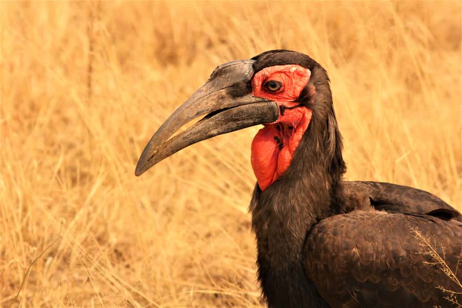 Kruger National Park Afternoon Safari - Is $100 good value?