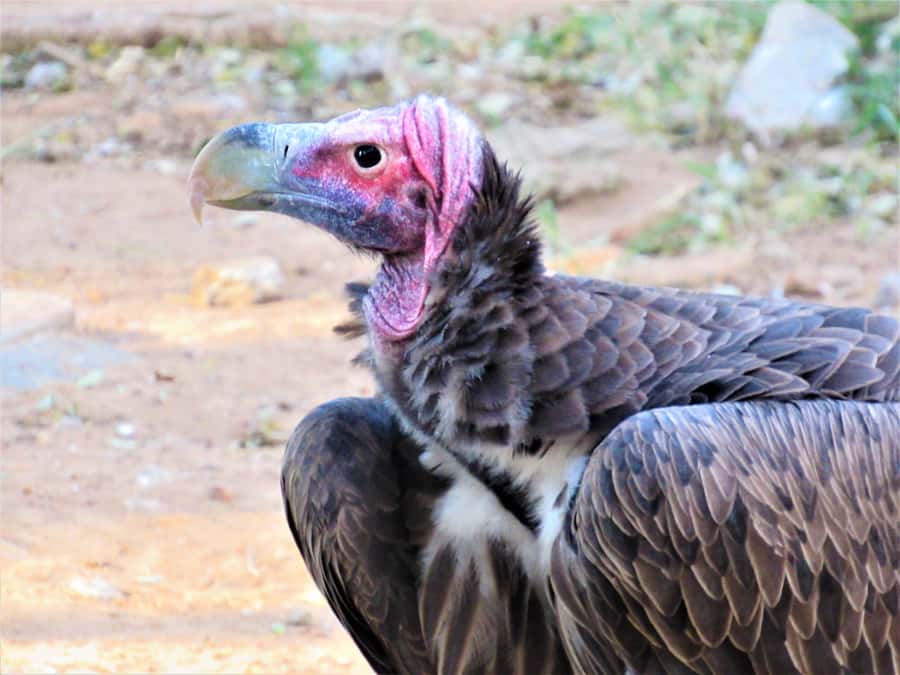 Kruger National Park Afternoon Safari - Who should choose the afternoon departure?