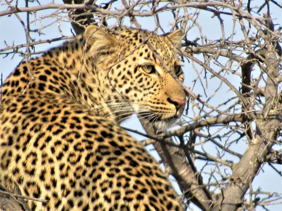 Kruger National Park Afternoon Safari - Practical details that affect your day