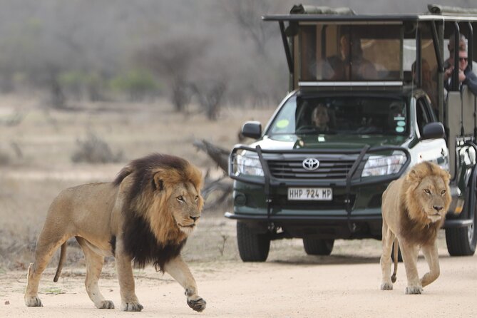 Kruger National Park Full Day Private safari - Searching for the Big Five