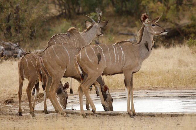 Kruger National Park Full Day Private safari - The pace of an 11-hour day