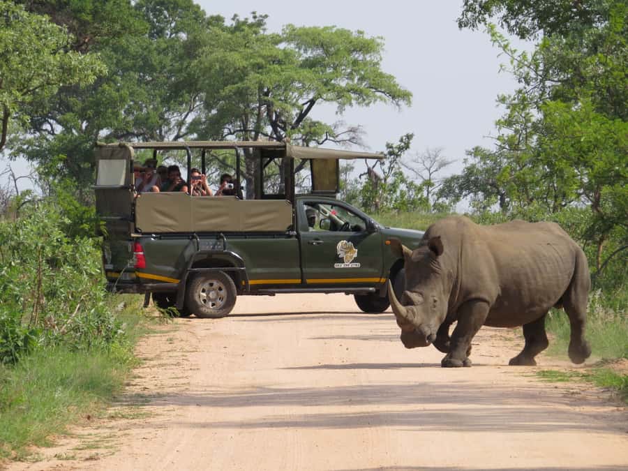 Kruger National Park: Full-Day Private Safari With Pickup - Why the early start matters in Kruger