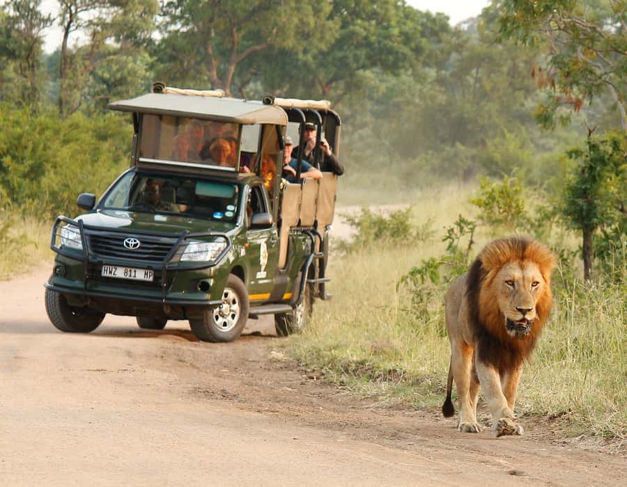 Kruger National Park: Full-Day Private Safari With Pickup - What the 10-hour safari day feels like