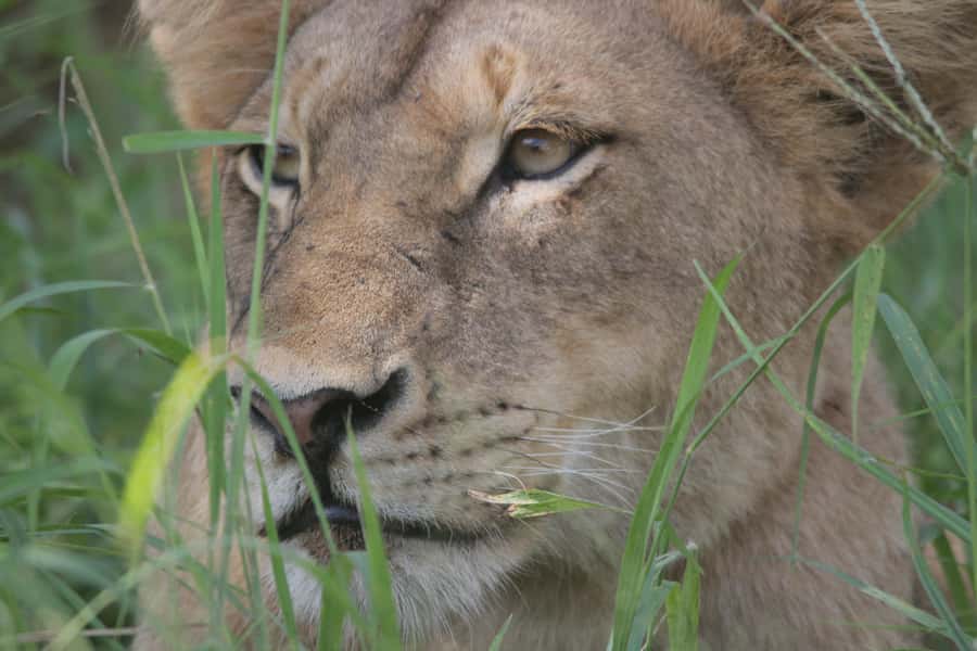 Kruger National Park Full-Day Safari - Booking details worth checking