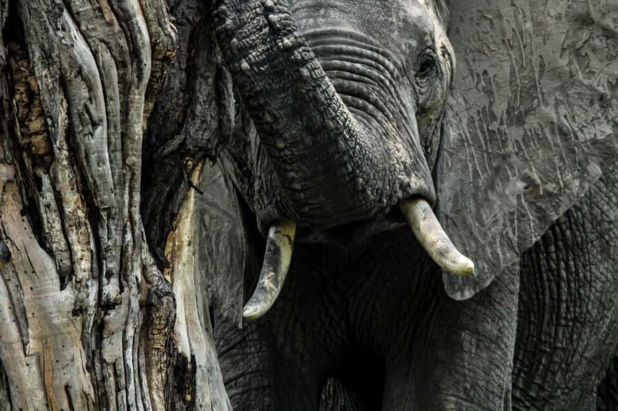 Kruger National Park Full-Day Safari - The Big Five are possible, but never promised