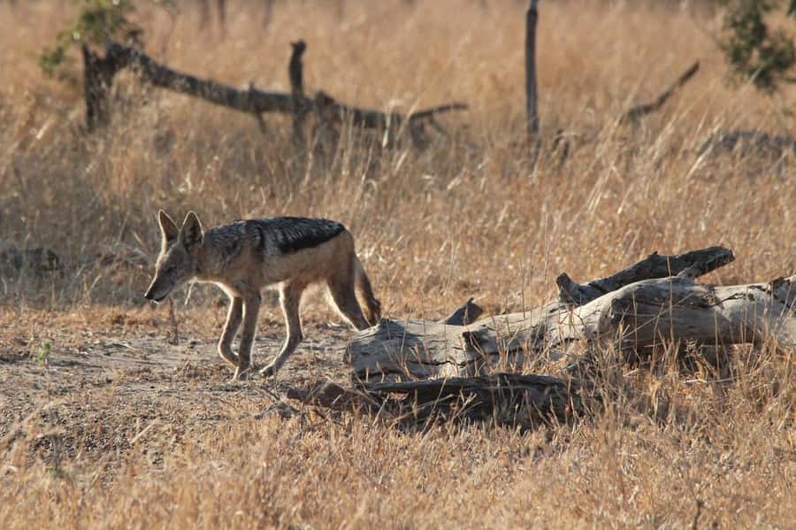 Kruger National Park Full-Day Safari - Beyond the headline animals