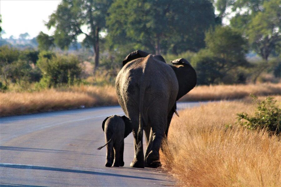 Kruger National Park Full-Day Safari - How the 10-hour schedule feels