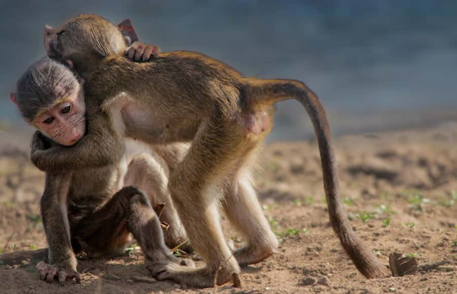 Kruger National Park Full-Day Safari - Is $130 good value?