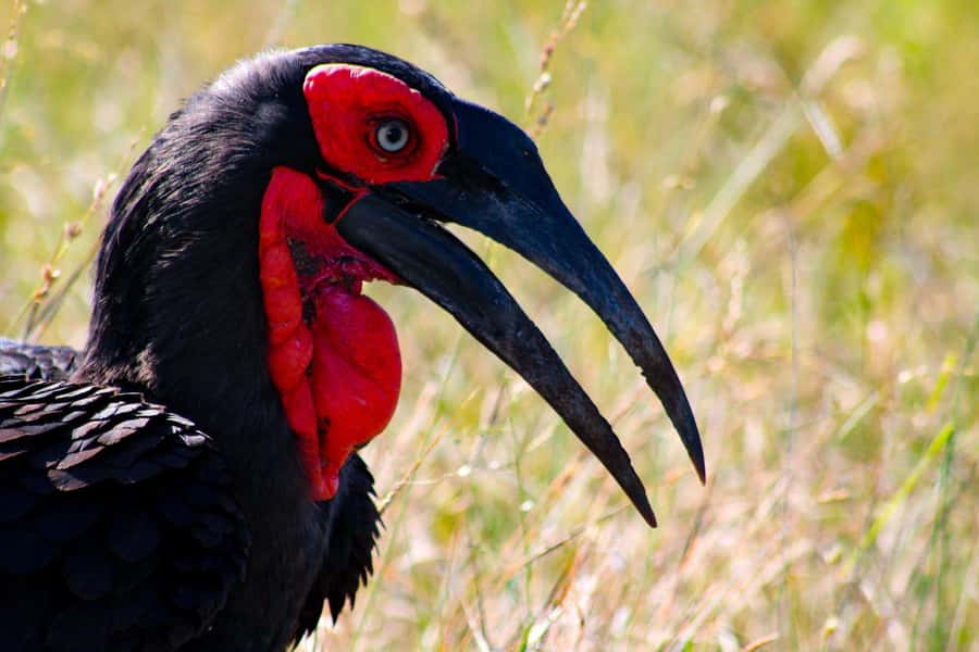 Kruger National Park Full-Day Safari - Who should choose the open or closed vehicle?
