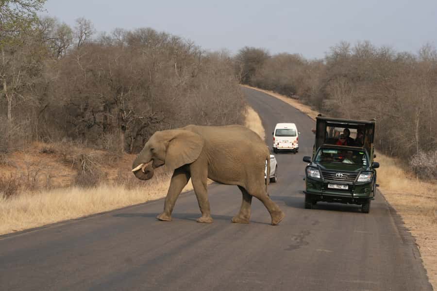 Kruger National Park Full-Day Safari - The open vehicle brings the bush close