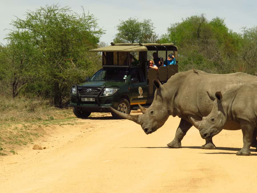 Kruger National Park Morning Safari - Why a morning safari is a smart Kruger choice
