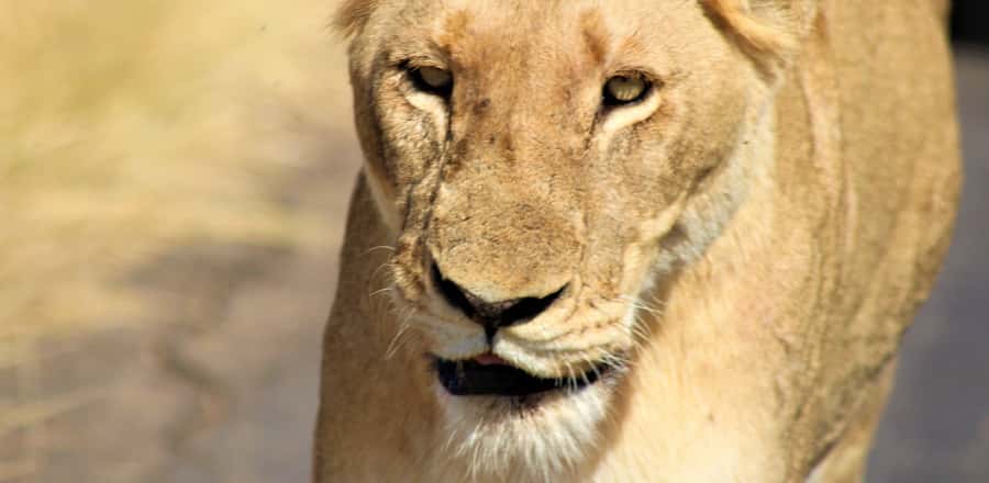 Kruger National Park Morning Safari - The park beyond the Big Five