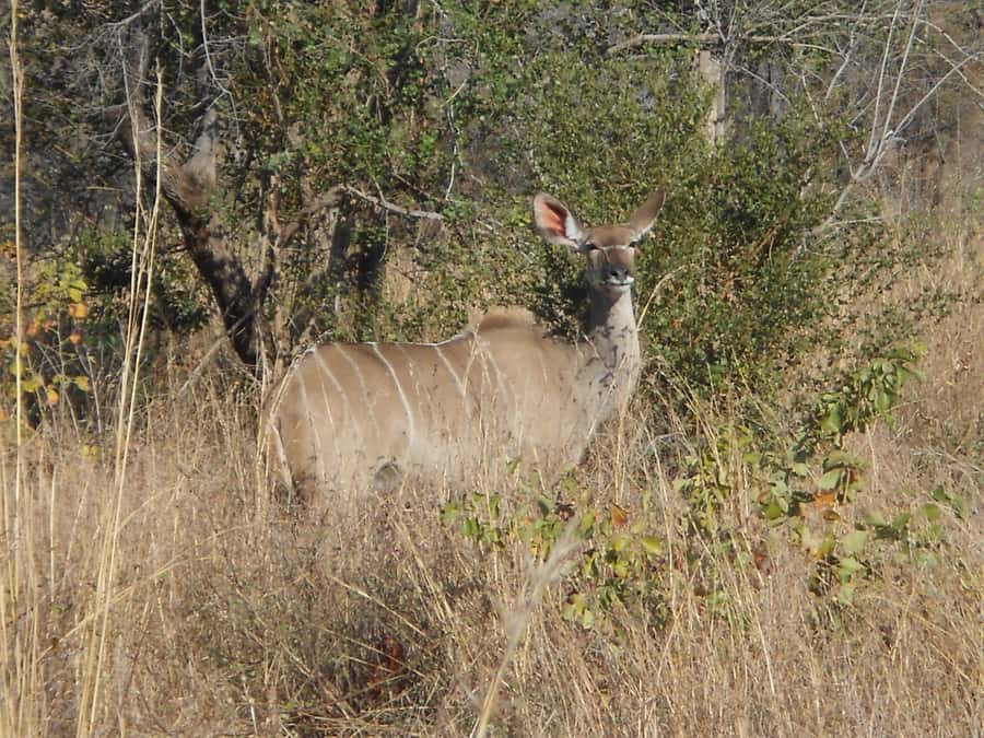 Kruger National Park Morning Safari - Is the $93 price good value?