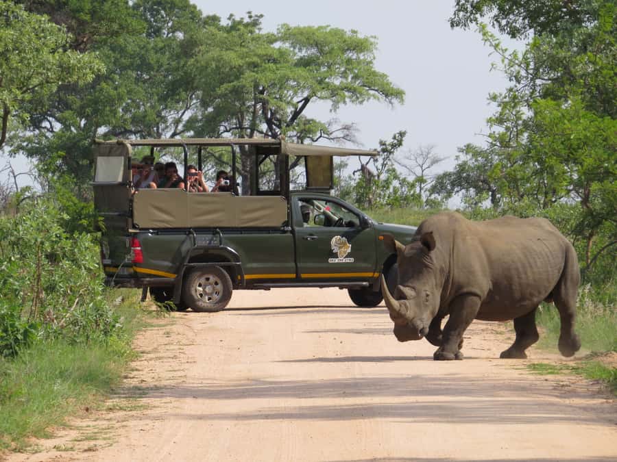 Kruger National Park Morning Safari - From Hazyview to the Kruger gate