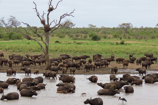 Kruger National Park - Private full day Safari trip. - Why this one-day Kruger safari works