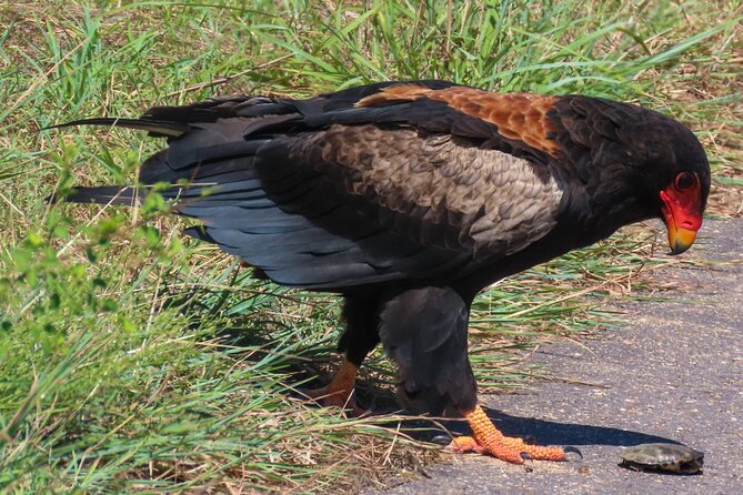Kruger National Park - Private full day Safari trip. - Photography, comfort, and the practical extras
