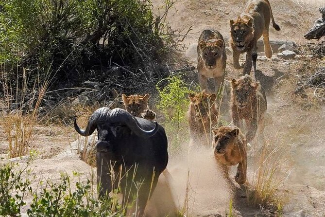 Kruger National Park - Private full day Safari trip. - Is the $166.79 price good value?