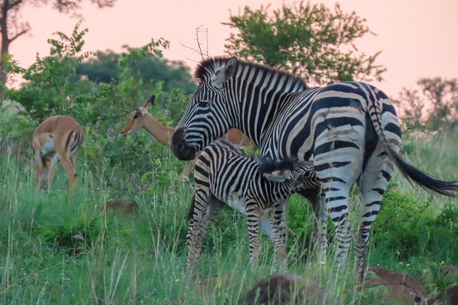 Kruger National Park - Private full day Safari trip. - Who should book this safari?