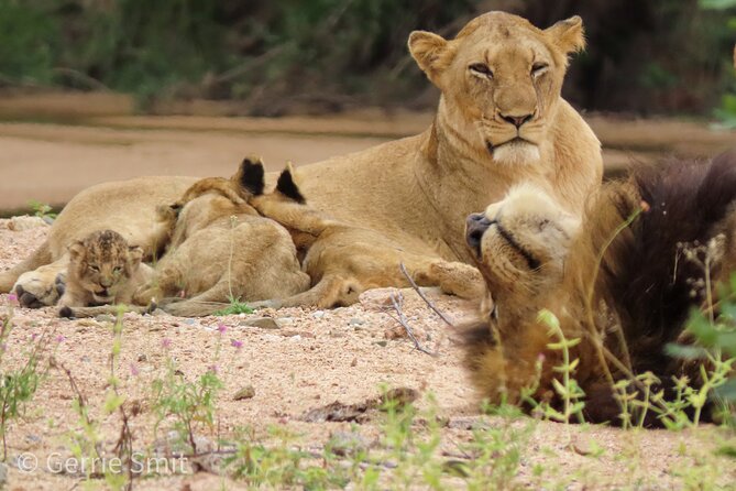 Kruger National Park - Private full day Safari trip. - Booking details and cancellation