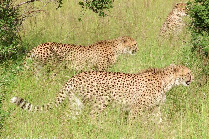 Kruger National Park - Private full day Safari trip. - Guides who add real value