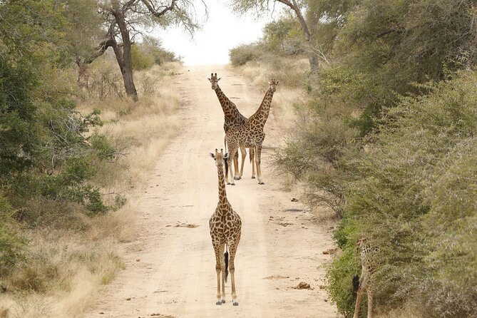 Kruger National Park sunrise Morning Private safari - The value of a private safari vehicle