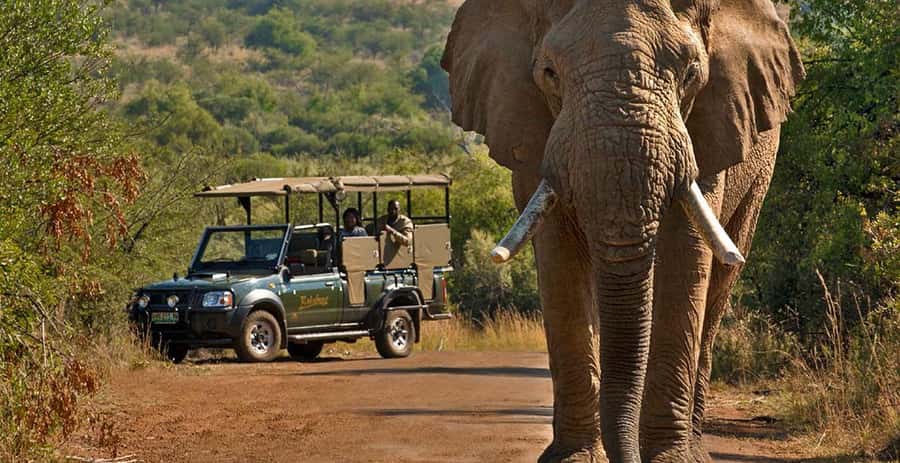 Kruger Park Scheduled Full day Safari Drive from Hoedspruit - Why the early start matters at Orpen Gate