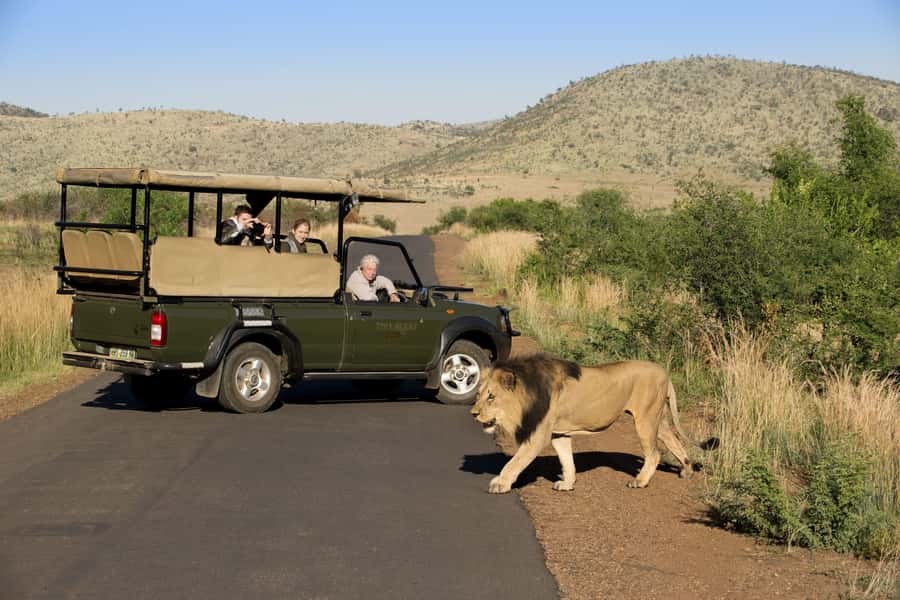 Kruger Park Scheduled Full day Safari Drive from Hoedspruit - Morning game viewing across the Orpen area