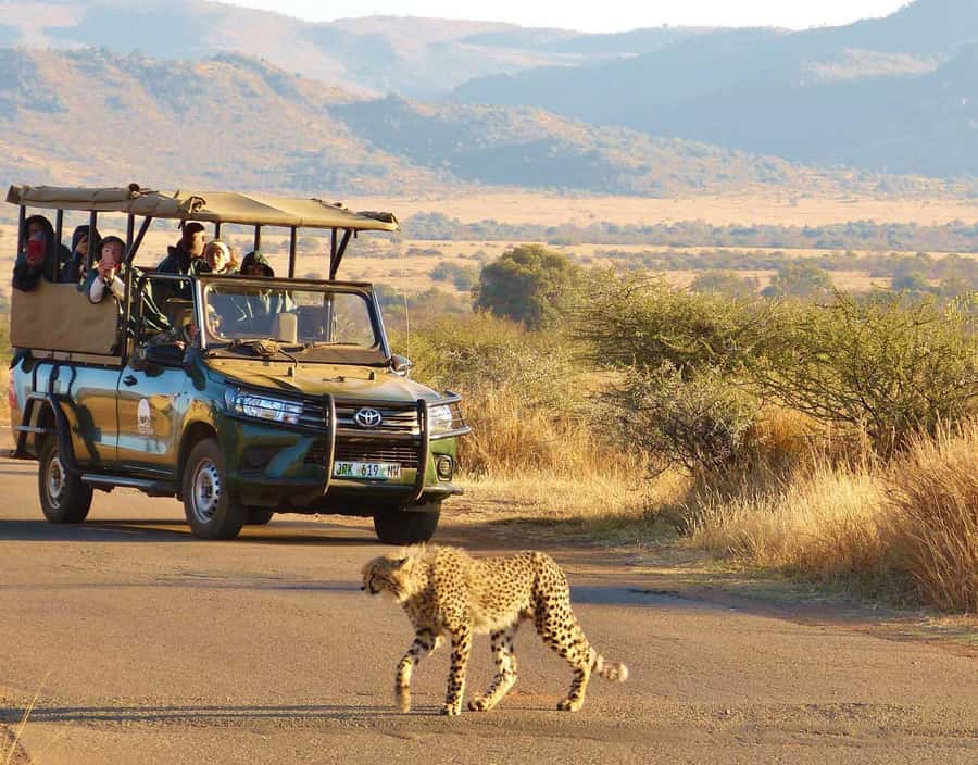 Kruger Park Scheduled Full day Safari Drive from Hoedspruit - Is $130 good value from Hoedspruit?