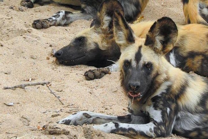 Kruger Safari Tour - Morning Half Day - Key points at a glance