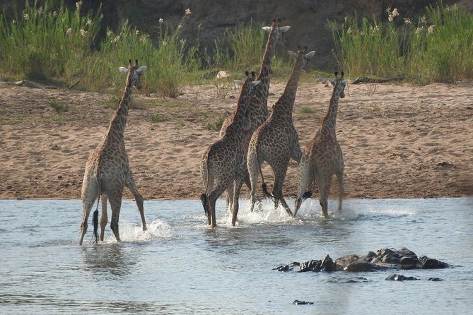 Kruger Safari Tour - Morning Half Day - Looking for the Big Five, cheetahs, and wild dogs