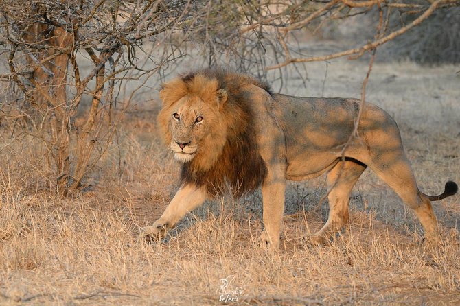 Kruger Safari Tour - Morning Half Day - The guides: Sipho, Bradley, Tracy, and Siphiso