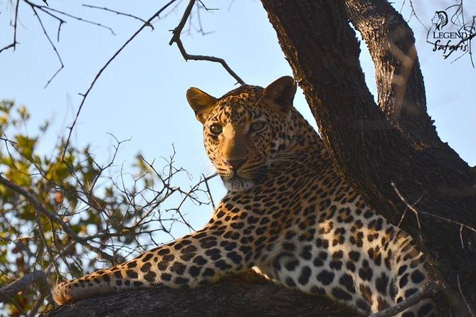 Kruger Safari Tour - Morning Half Day - Is $60.39 good value?