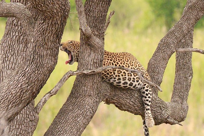 Kruger Safari Tour - Morning Half Day - Who should book this half-day safari?