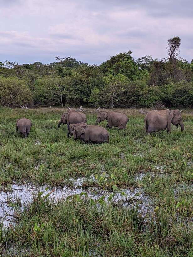 Kumana National Park : Morning or Afternoon Safari Tour - Key points to know before booking