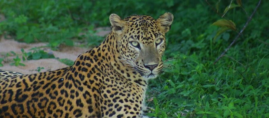 Kumana National Park : Morning or Afternoon Safari Tour - Who will enjoy this Kumana safari?