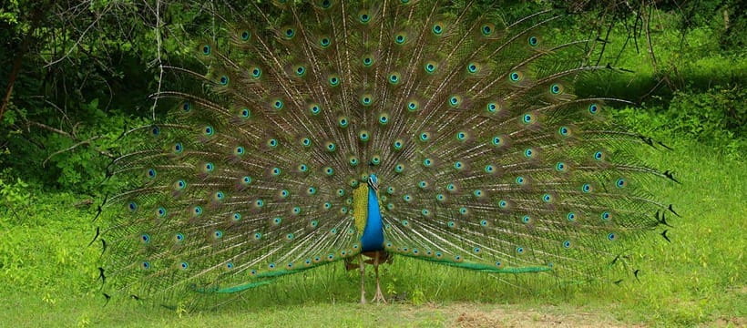 Kumana National Park : Morning or Afternoon Safari Tour - What you might see: birds first, big animals second