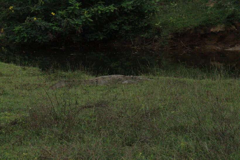 Kumana National Park : Morning or Afternoon Safari Tour - Kumana Villu and Kumbukkan Oya give the safari variety