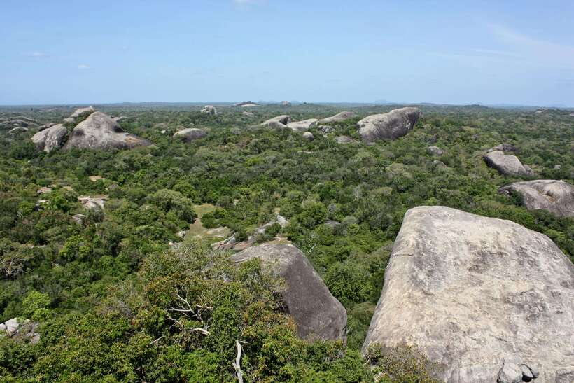 Kumana National Park : Morning or Afternoon Safari Tour - Morning or afternoon: choosing the better fit