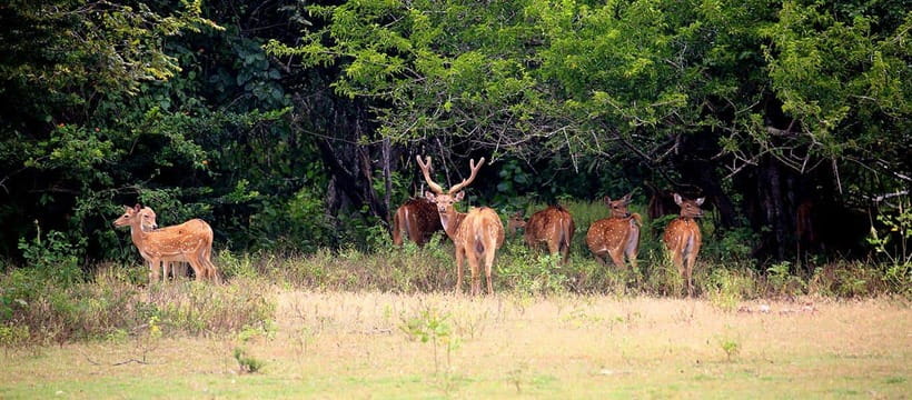 Kumana National Park : Morning or Afternoon Safari Tour - Comfort, rain, and photography from the jeep