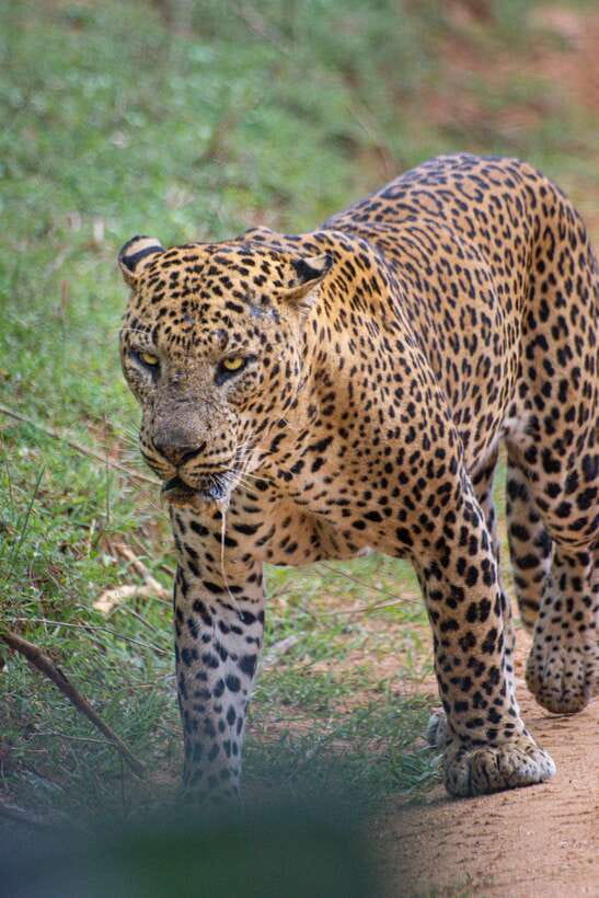 Kumana National Park : Morning or Afternoon Safari Tour - The pickup from Arugam Bay, Pottuvil, or Panama