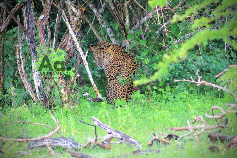 Kumana National Park : Private Half-Day Jeep Safari - Why Kumana is worth your time from Arugam Bay